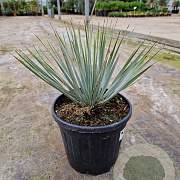 Yucca rostrata GM C6L