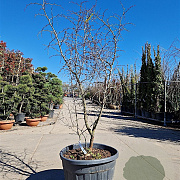 Ziziphus jujuba 175-200 cm cont. 95L