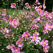 Anemone h. 'Praecox' GM P9