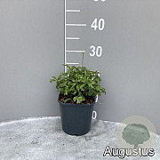 Anemone sylvestris GM 2,0L
