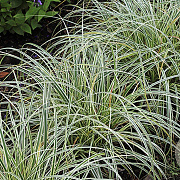 Carex Feather Falls GM P9