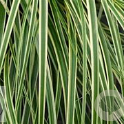 Carex oshim. 'Goldwell' GM P9