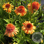Echinacea Supreme Cantaloupe GM P9