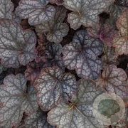 Heuchera 'Regina' GM P9