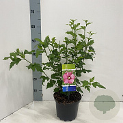 Hibiscus syr. 'Woodbridge' 40-50 cm 3,0L