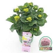 Hydrangea m. Magical Revolution 25-30 cm 3,5L blauw