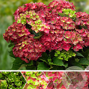 Hydrangea m. Magical Ruby Tuesday 25-30 cm 3,5L