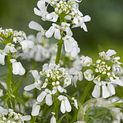 Iberis semp. 'Weisser Zwerg' GM P9