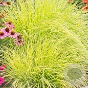 Pennisetum al. 'Hameln Gold' GM P9 BIO