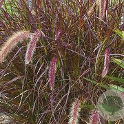 Pennisetum advena 'Rubrum' GM P9