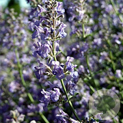 Perovskia atripl. Silvery Blue GM P9