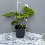 Petasites hybridus GM 2,0L