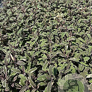 Salvia off. 'Tricolor' GM 2,0L