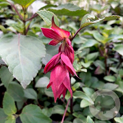 Salvia 'Wendys Wish' GM P9