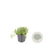 Thymus serpyllum GM P9