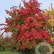 Acer buergerianum 16-18 HO Cocoskluit