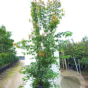 Acer buergerianum 300-350 cm cont. 150L meerstammig