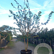 Acer campestre 250-300 cm cont. 150L meerstammig