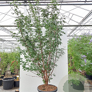 Acer griseum 300-350 cm cont. 500L meerstammig solitair