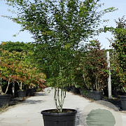 Acer palmatum 200-250 cm cont. 90L meerstammig