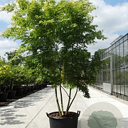 Acer palmatum 250-300 cm cont. 150L meerstammig