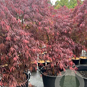 Acer pal. 'Inaba-shidare' 300-350 cm cont. 500L meerstammig solitair