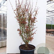 Acer pal. 'Jerre Schwartz' 200-250 cm cont. 70L meerstammig