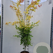 Acer pal. 'Orange Dream' 250-300 cm cont. 70L meerstammig