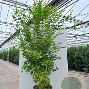 Acer pal. 'Sangokaku' 250-300 cm 50L meerstammig