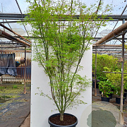 Acer pal. 'Scolopendriifolium' 200-250 cm container meerstammig extra