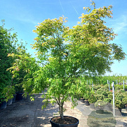 Acer pal. 'Scolopendriifolium' 250-300 cm cont. 150L meerstammig