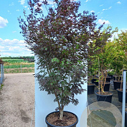 Acer pal. 'Trompenburg' 250-300 cm cont. 150L meerstammig