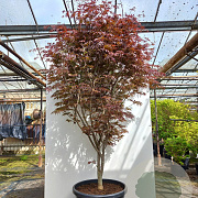 Acer pal. 'Trompenburg' 250-300 cm cont. 70L meerstammig