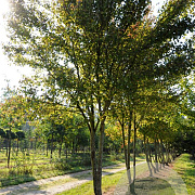 Acer rubrum 350-400 cm Cocoskluit meerstammig