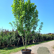 Acer rubrum 400-450 cm cont. 180L meerstammig