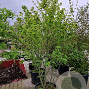 Acer rufinerve 200-250 cm 45L meerstammig