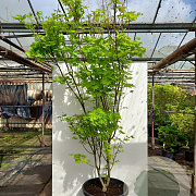 Acer shirasawanum 'Jordan' 250-300 cm cont. 70L meerstammig