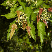 Acer tataricum ginnala 300-350 cm cont. 150L meerstammig