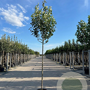 Amelanchier arborea 'Robin Hill' 14-16 HO 45L