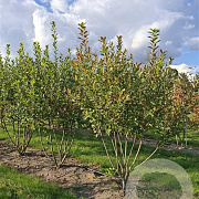 Amelanchier can. Rainbow Pillar 12-14 HO 45L