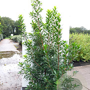 Arbutus unedo 200-250 cm 45L meerstammig