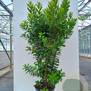 Arbutus unedo 200-250 cm container meerstammig extra