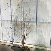 Betula utilis 'Doorenbos' 200-250 cm 45L meerstammig