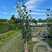 Betula utilis 'Doorenbos' 200-250 cm cont. 55L meerstammig