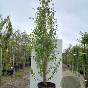 Betula utilis 'Doorenbos' 250-300 cm cont. 90L meerstammig