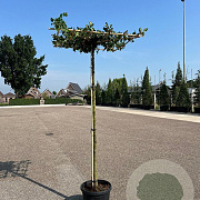 Carpinus betulus 10-12 cm 35L dakvorm