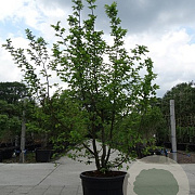 Carpinus betulus 300-350 cm cont. 180L meerstammig
