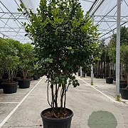 Camellia j. 'Kramer's Supreme' 250-300 cm cont. 150L meerstammig