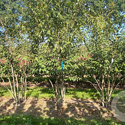 Carpinus japonica 300-350 cm cont. 150L meerstammig