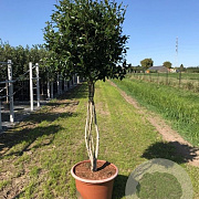 Camellia sas. 'Cleopatra' 250-300 cm cont. 150L meerstammig